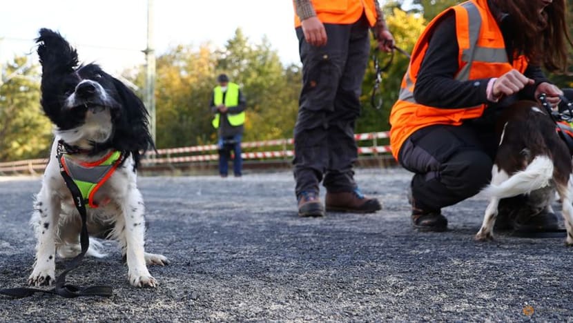 German dogs to sniff out wildlife at building sites to speed up work German dogs to sniff out wildlife at building sites to speed up work