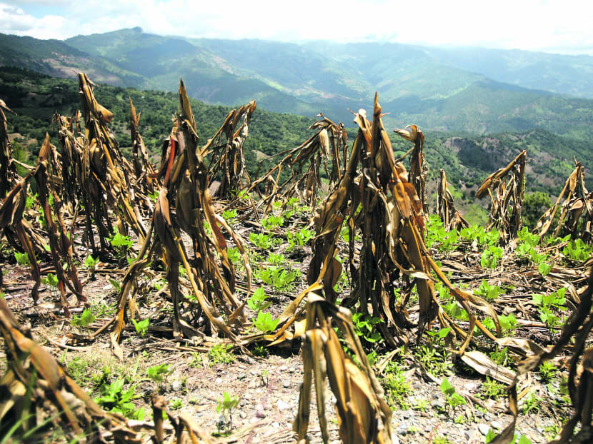 Climate change a threat to food supply