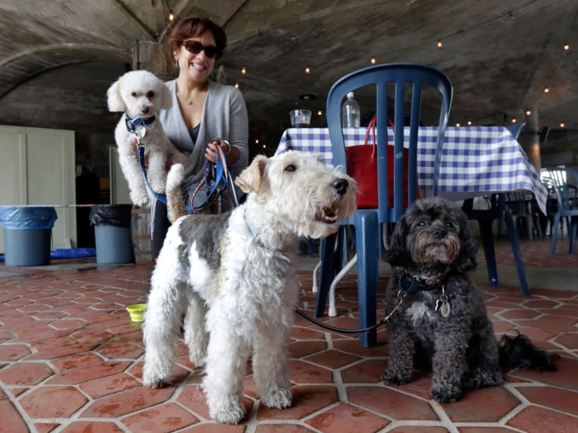 Gallery: Fido al fresco? New York weighs allowing outdoor dining with dogs
