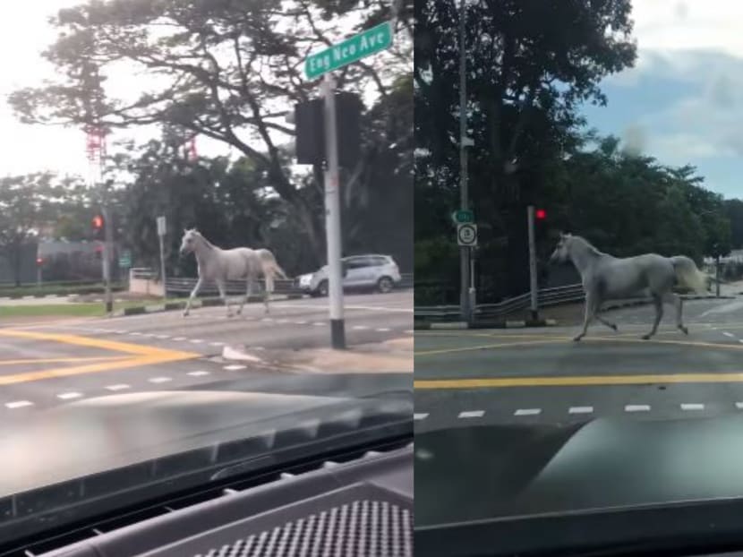 The video of the white horse on Singapore’s urban roads has had close to 9,000 shares on Facebook, with some users commenting that the mammal is “probably running away from its problems”.
