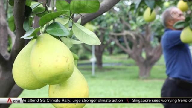 How Taiwan's pomelo farmers are coping with China's import ban | Video