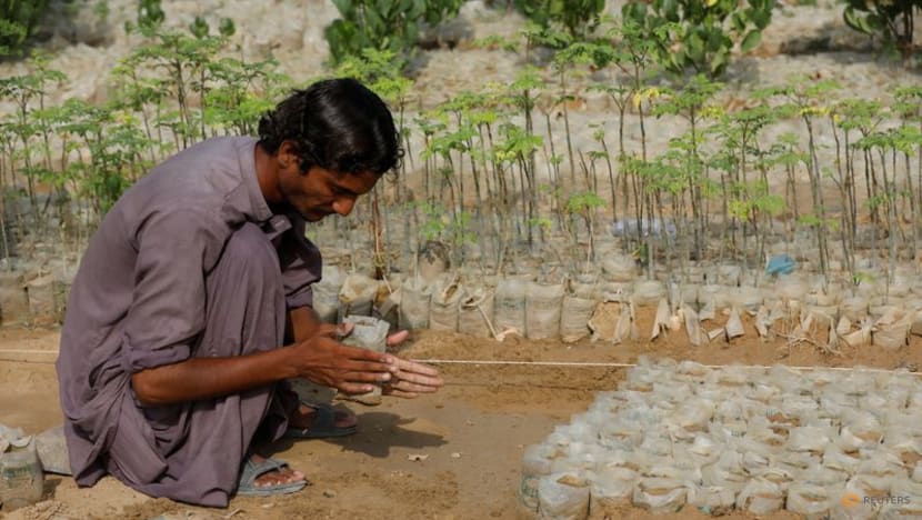 Pakistanis plant trees to provide relief from scorching sun Pakistanis plant trees to provide relief from scorching sun