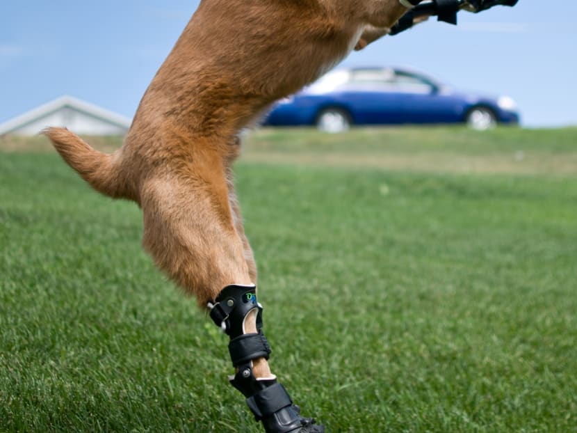 Gallery: More vets turn to prosthetics to help legless pets