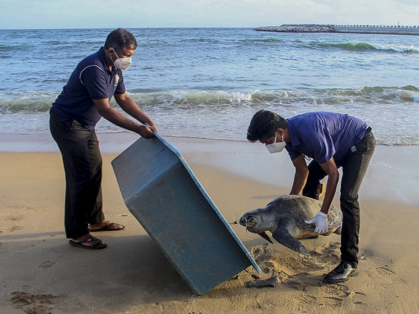 This picture taken on June 10, 2021, shows wildlife officials removing the carcass of a sea turtle washed ashore at Galle Face beach in Colombo, as dozens of turtles and dolphins were killed by intense heat and chemical poisoning from a container ship that burned for almost two weeks off Sri Lanka. This picture taken on June 10, 2021, shows wildlife officials removing the carcass of a sea turtle washed ashore at Galle Face beach in Colombo, as dozens of turtles and dolphins were killed by intense heat and chemical poisoning from a container ship that burned for almost two weeks off Sri Lanka.