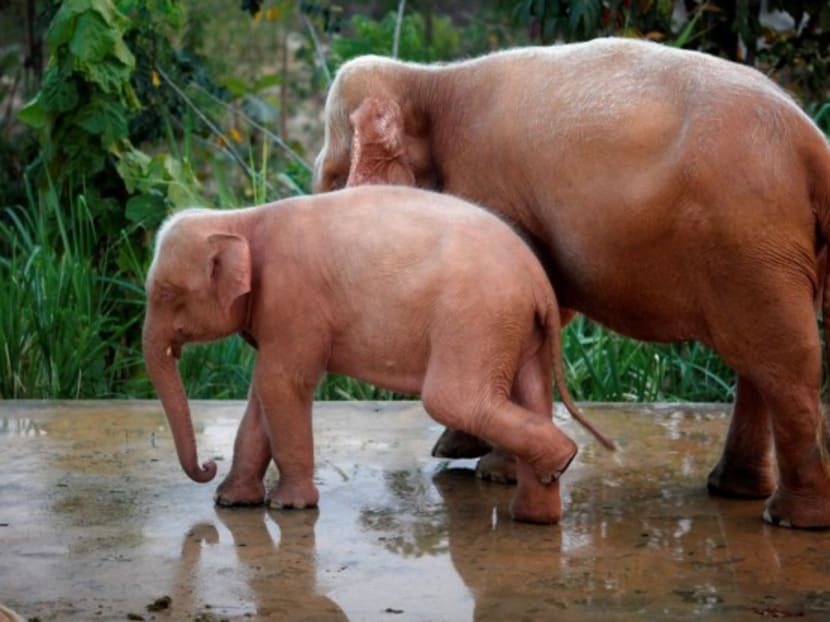 In this file photo, two white elephants stand near a pond as they bathe at an elephant camp near Uppatasanti Pagoda in Burma’s capital city Naypyidaw in this March 1, 2012. Photo: Reuters