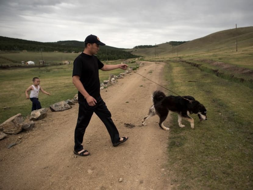 Mongolians’ best friends: Saving herder dogs on the steppes