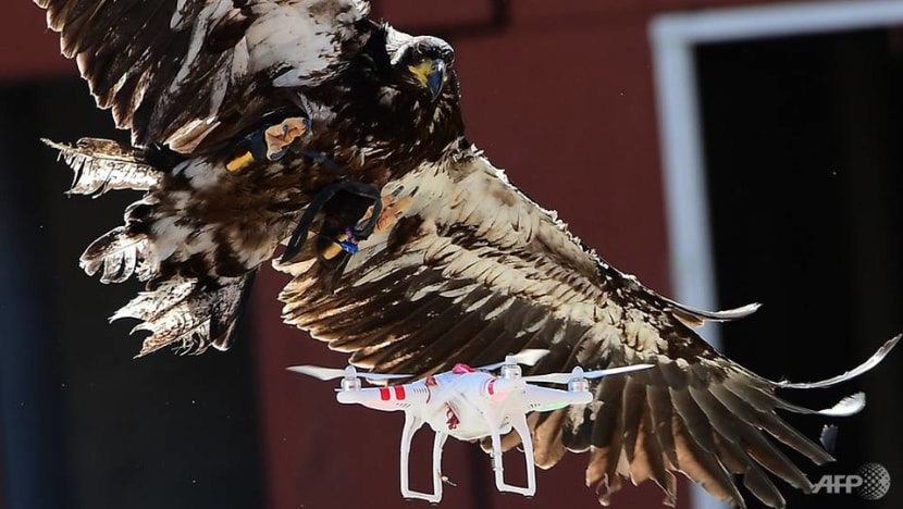 Eagles, lasers and nets: Options for dealing with rogue drone flights Eagles, lasers and nets: Options for dealing with rogue drone flights