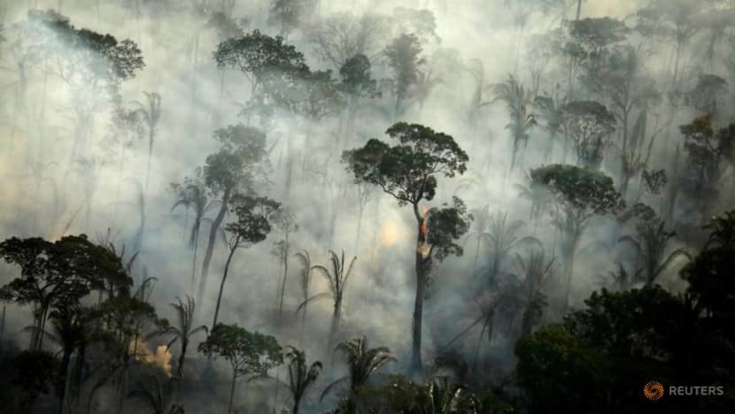 Explainer: Why forests matter as carbon sinks and what we can do to protect them