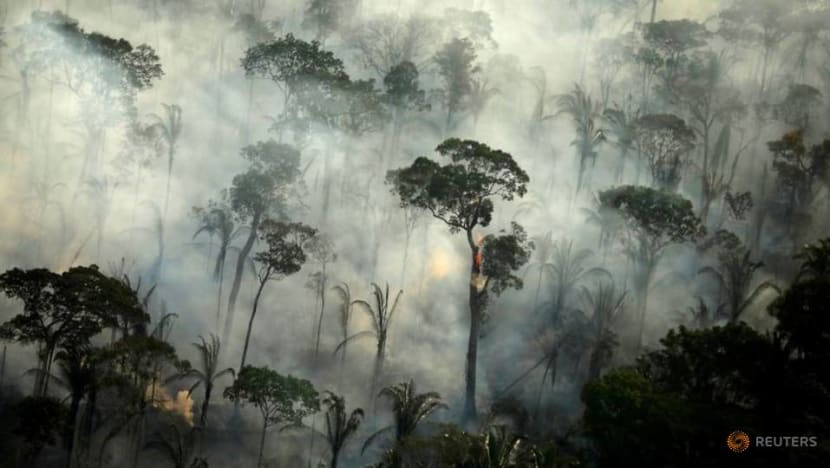 Explainer: Why forests matter as carbon sinks and what we can do to protect them Explainer: Why forests matter as carbon sinks and what we can do to protect them