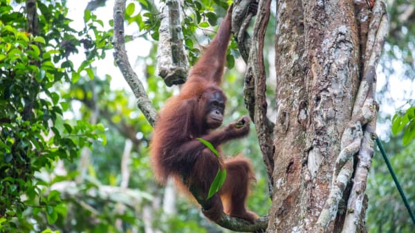 Sarawak minister pushes back against ‘orangutan diplomacy’ idea, says no to apes as gifts