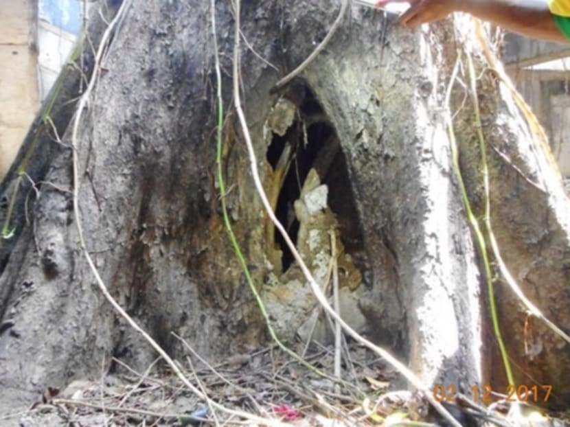 SOTA’s Angsana tree to be removed due to decay SOTA’s Angsana tree to be removed due to decay