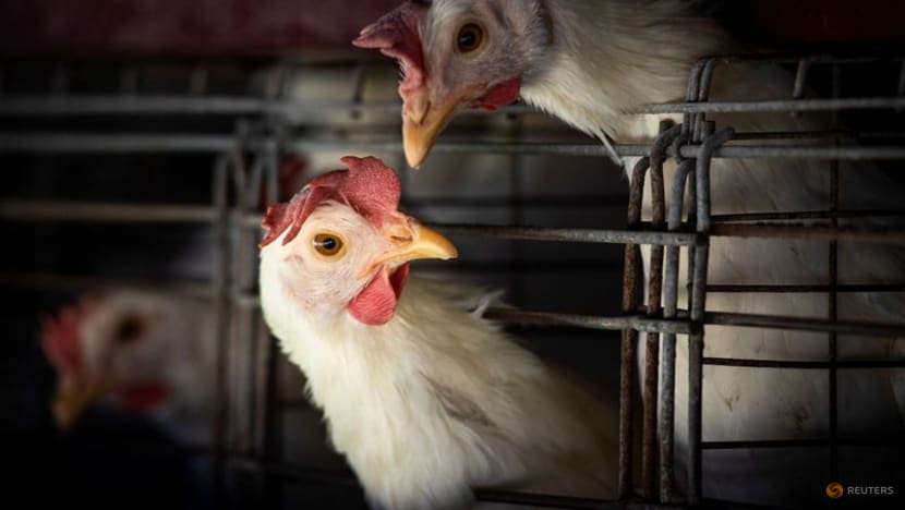 Commentary: Bird flu outbreak underscores need for early detection to prevent the next big pandemic Commentary: Bird flu outbreak underscores need for early detection to prevent the next big pandemic