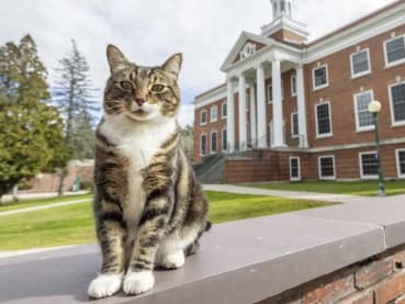 Max the cat gets an honorary 'doctor of litter-ature' degree at Vermont State University