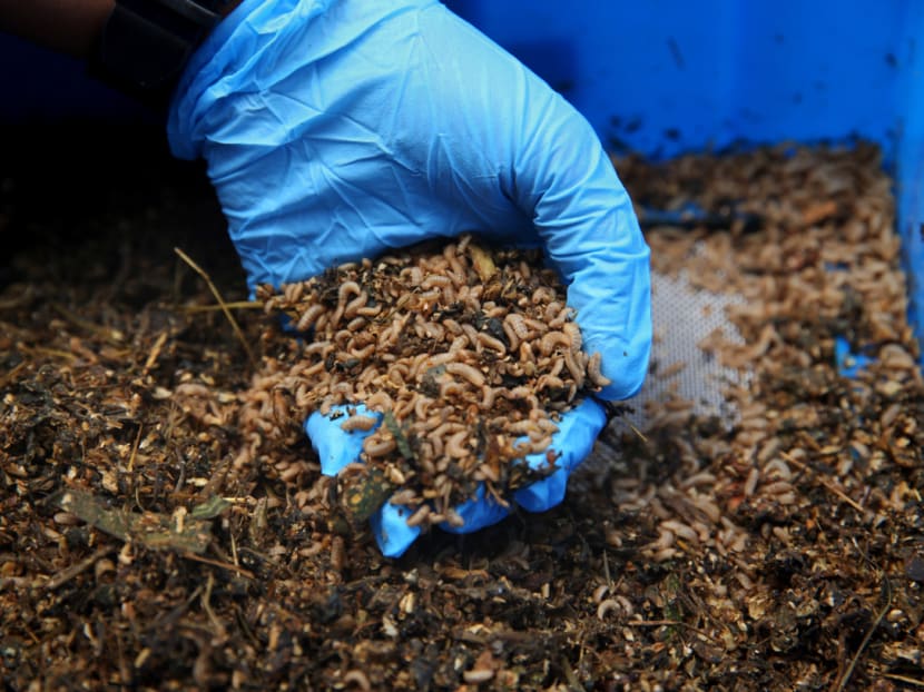 A research facility at the Singapore Zoo is housing 5kg of larvae from the black soldier flies, which can process up to 20kg of waste weekly. A research facility at the Singapore Zoo is housing 5kg of larvae from the black soldier flies, which can process up to 20kg of waste weekly.