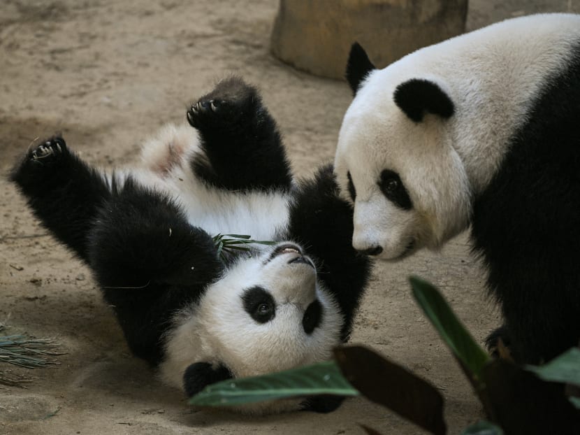 A female one-year-old panda cub (left) plays with her mother Liang Liang during her first birthday party at Malaysia's national zoo in Kuala Lumpur on Jan 14, 2019.