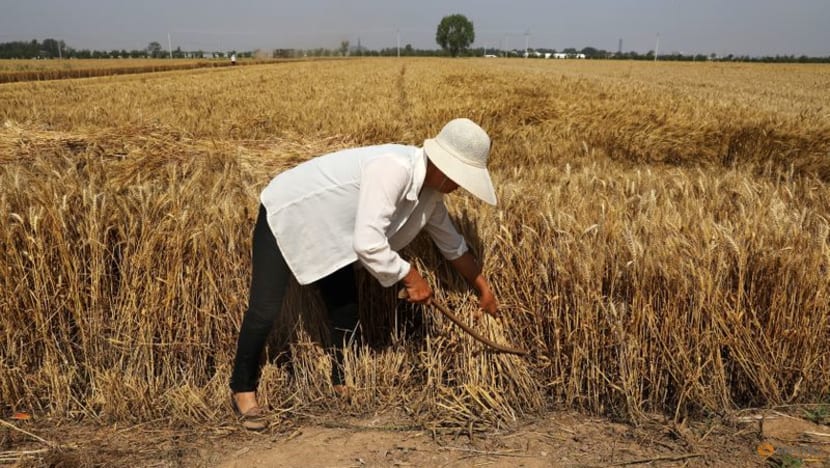 Don't worry, China has plenty of vegetables and grain, farm officials say Don't worry, China has plenty of vegetables and grain, farm officials say