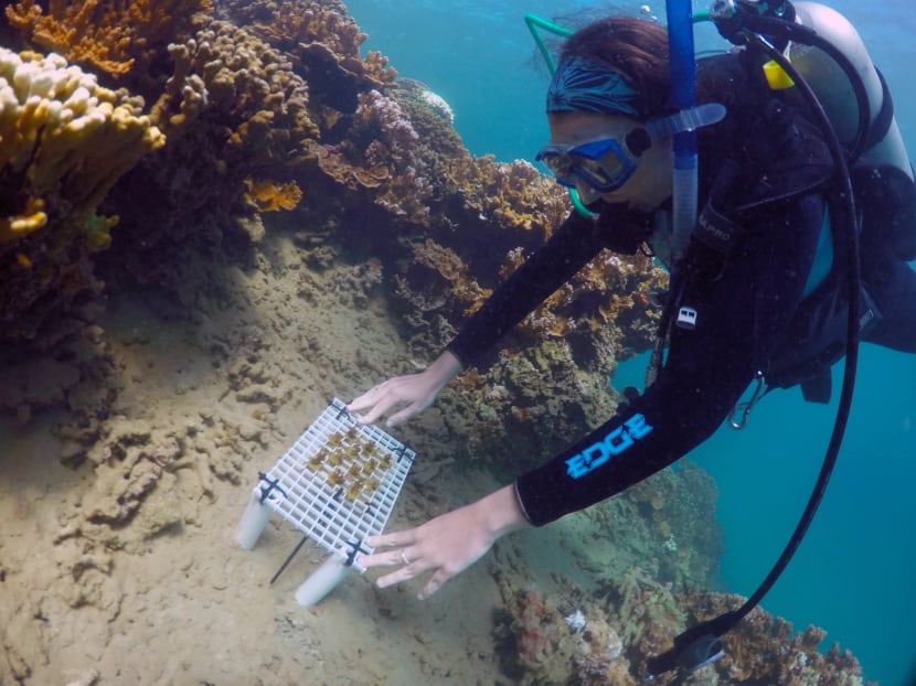 In this Oct. 23, 2015 photo provided by Vulcan, Inc., Hawaii Institute of Marine Biology researcher Jen Davidson places a tray of enhanced coral onto a reef during a practice run for future transplants in Hawaii’s Kaneohe Bay off the island of Oahu. Photo: AP