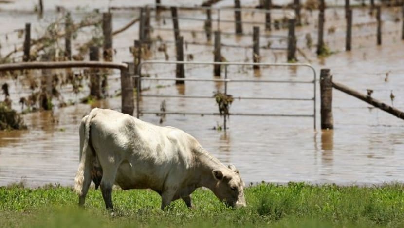 300,000 lembu mati ekoran banjir dahsyat di Queensland