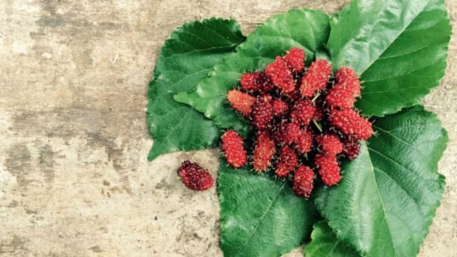 它的名字是“桑椹”　防疫、抗病毒第一名！