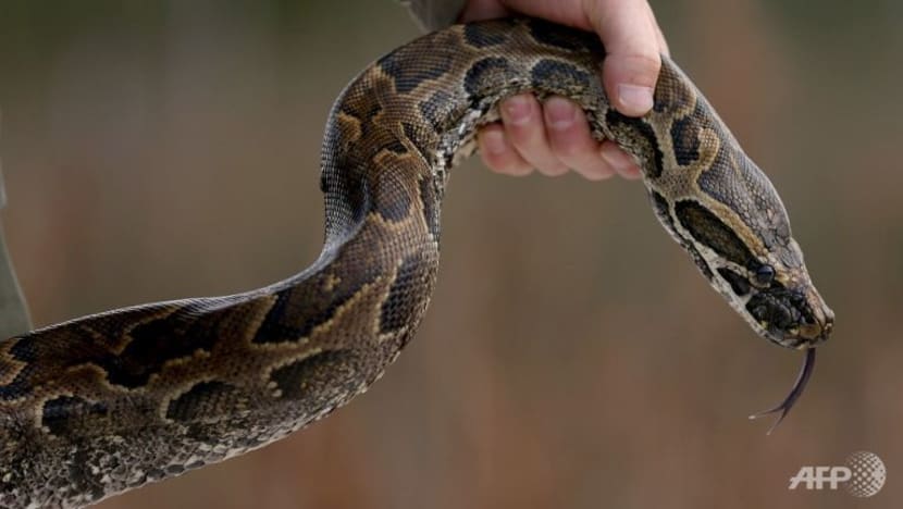 Wanita Indonesia mati ditelan ular sawa