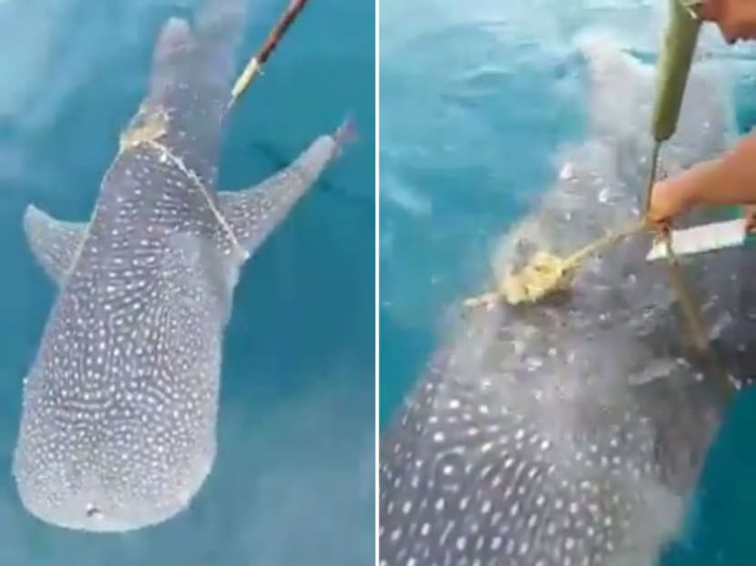 A video of a whale shark approaching a fishing boat off East Malaysia and appealing to the fishermen onboard for help has gone viral.