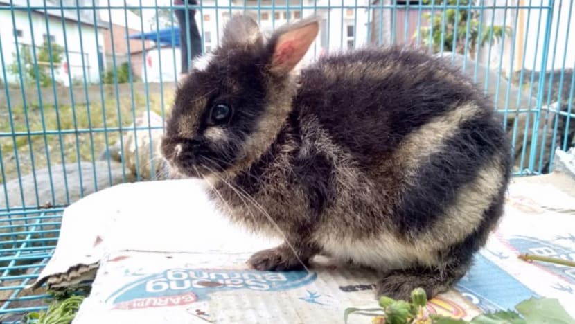 World’s rarest rabbit rescued in Indonesia after it was put up for sale on Facebook World’s rarest rabbit rescued in Indonesia after it was put up for sale on Facebook