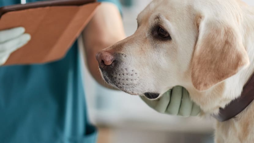 20240502 istock vet pet dog