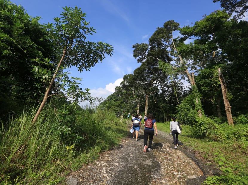 Nature groups propose changes to alleviate environmental impact in Mandai Nature groups propose changes to alleviate environmental impact in Mandai