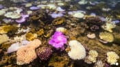 Australia's Great Barrier Reef hit by record bleaching