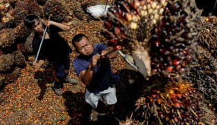 Indonesia to impose domestic sales requirement for palm oil -minister