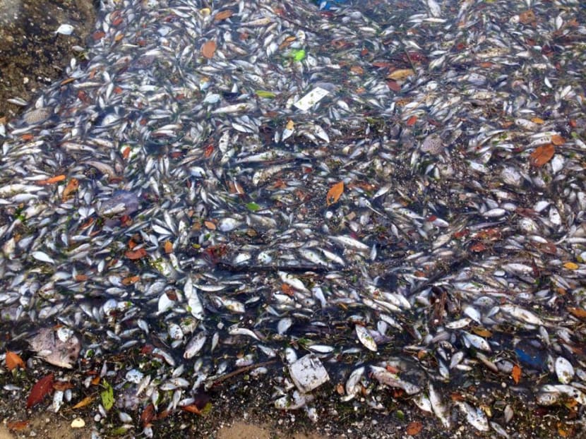 Thousand of dead fishes, including catfish and puffer fish, washed up at Pasir Ris beach on Feb 28, 2015. Photo: Sean Yap’s Facebook page