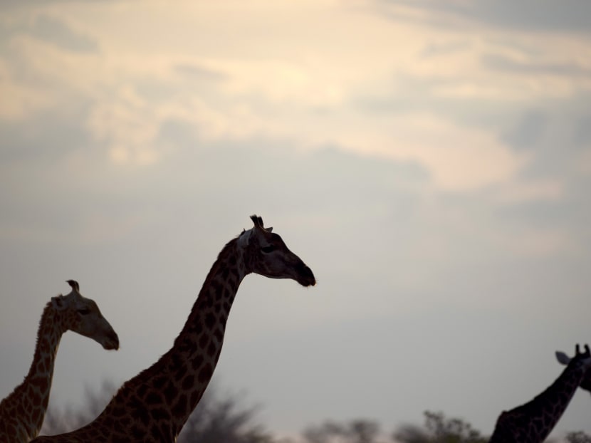 Giraffes are pictured in this Nov 16, 2012 file photo at Hwange National Park in Zimbabwe. Photo: AFP
