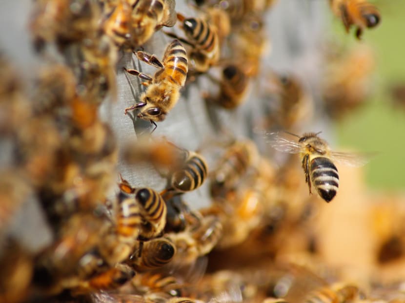 Bees kill dozens of endangered penguins in South Africa Bees kill dozens of endangered penguins in South Africa