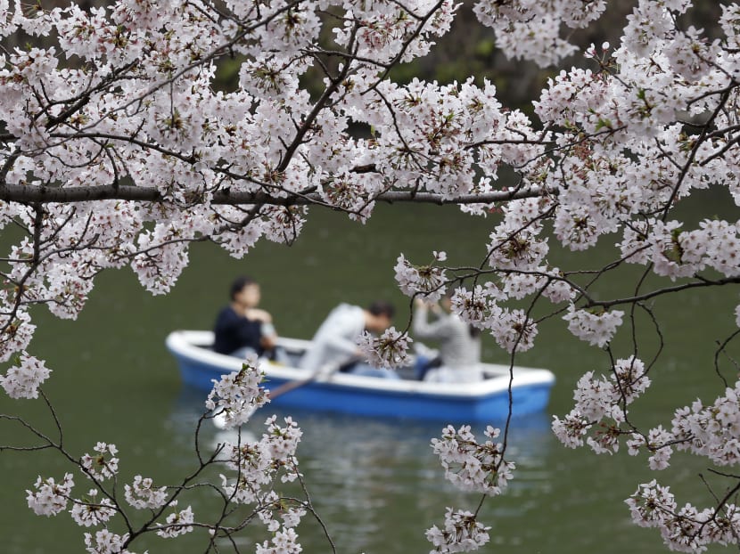 Sakura — The Ephemeral Beauty Of Japan's Cherry Blossoms