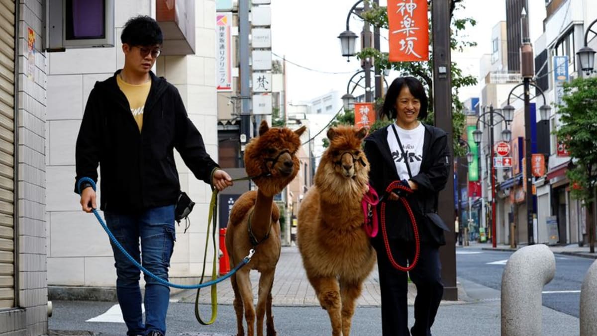 Tokyo residents find comfort in fluffy, street-strolling alpacas Tokyo residents find comfort in fluffy, street-strolling alpacas