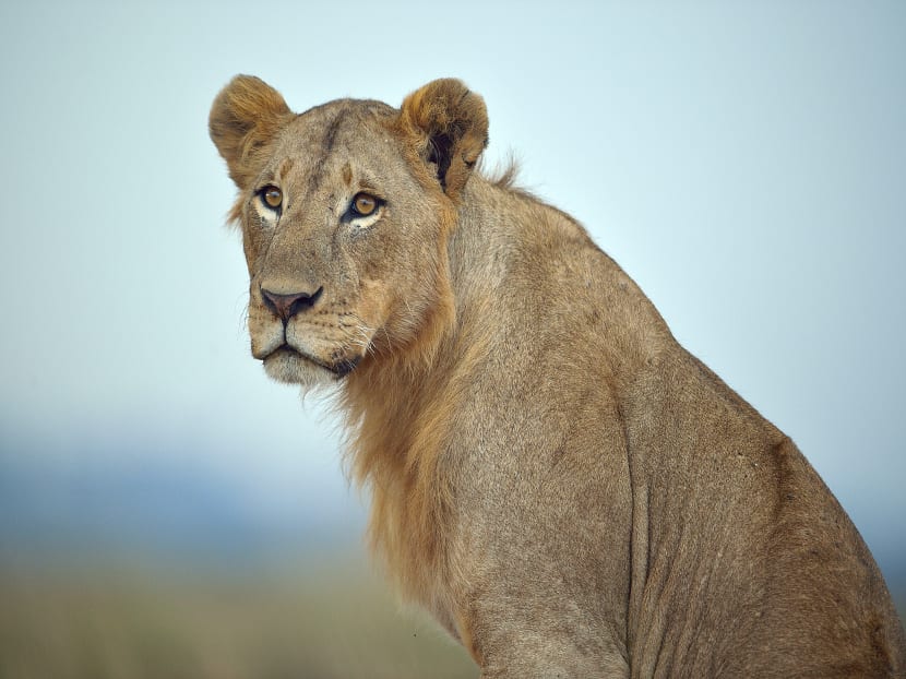 A young lion rests at the Nairobi national park on Aug 10, 2015. Photo: AFP