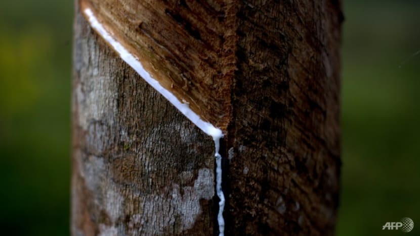 Thai farmers tap into sustainable rubber industry Thai farmers tap into sustainable rubber industry