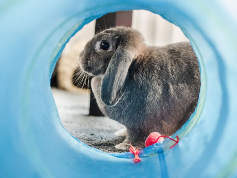 Fatal disease affecting rabbits detected in Singapore: AVS Fatal disease affecting rabbits detected in Singapore: AVS