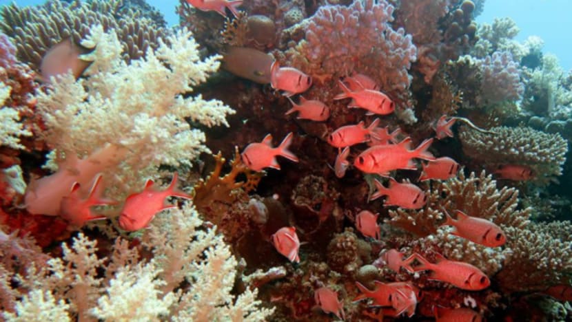 Anda pelihara batu karang? Lelaki ini hampir terbunuh keluarganya semasa cuci tangki ikan