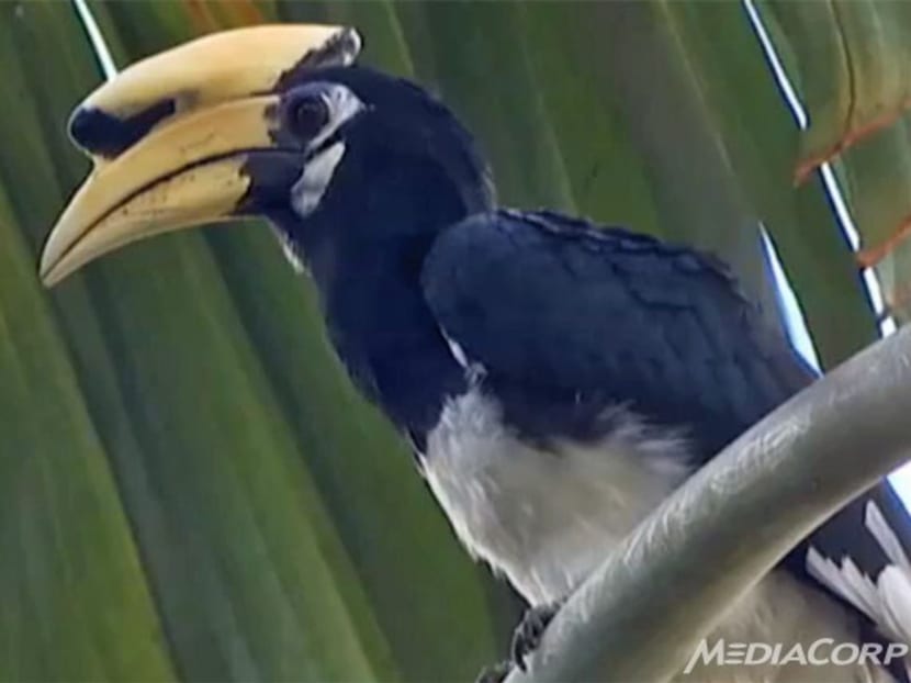One of the three Oriental Pied Hornbills released into the wild at Pulau Ubin as part of a conservation project started in 2004 by the Singapore Avian Conservation Team, Wildlife Reserves Singapore and NParks. Photo: Channel NewsAsia