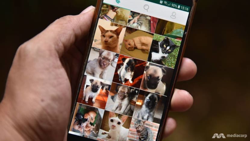 App plays matchmaker in Indonesia between abandoned animals and adopters