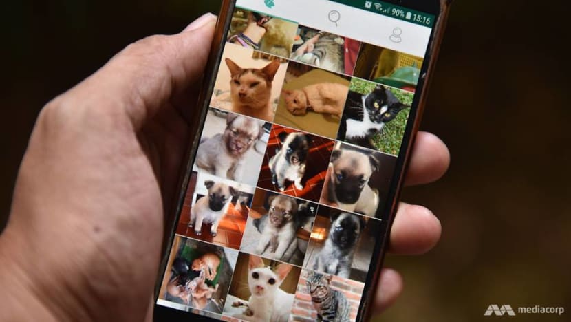 App plays matchmaker in Indonesia between abandoned animals and adopters App plays matchmaker in Indonesia between abandoned animals and adopters