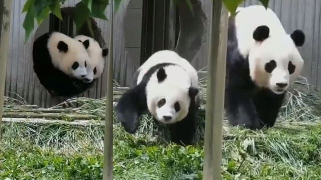 四川大熊猫妈妈带两幼崽直冲户外避震 网民：原来可以跑得那么快 