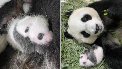 It’s A Boy! Public Can Now Help Name Jia Jia’s Panda Cub — Send In Your Submissions By Sep 19