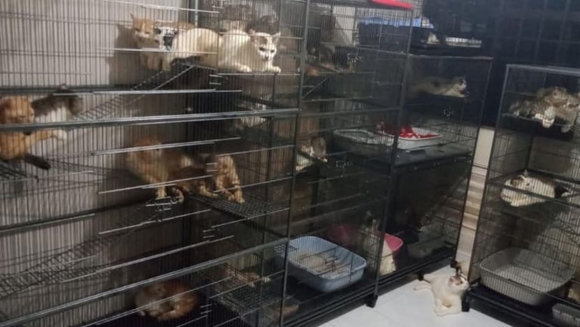 Sekitar 70 daripada lebih 90 kucing di flat 3 bilik ini berjaya 
