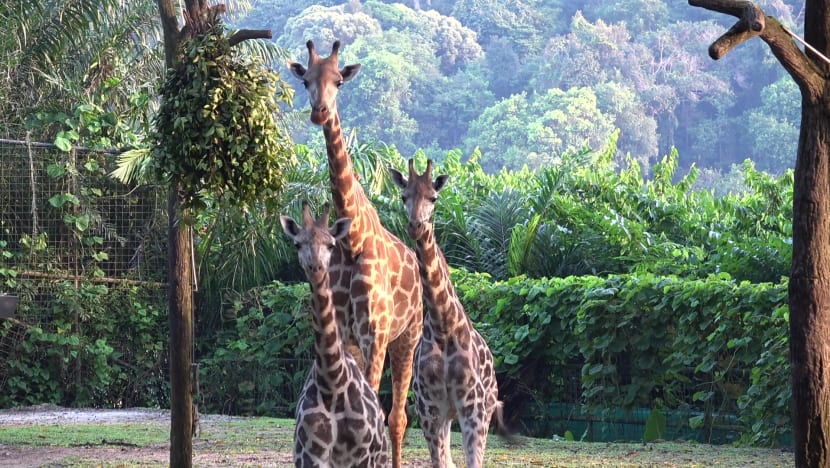 2 giraffes make public debut at Singapore Zoo after nine-day journey from India