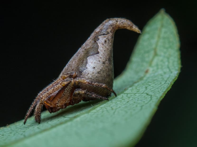 Indian scientist name new spider after Harry Potter hat
