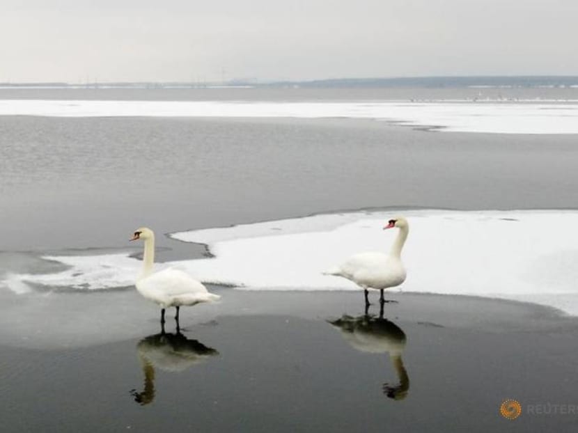 Swans bask in warm waters from Ukrainian nuclear plant during winter freeze Swans bask in warm waters from Ukrainian nuclear plant during winter freeze