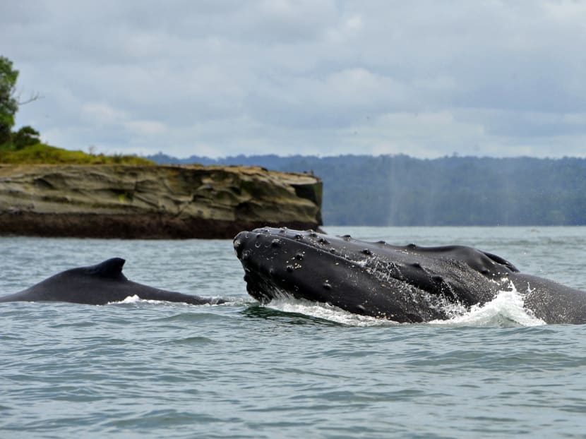 File photo of a Humpback whale (R) and her baby (L) surfacing  in Pacific Ocean at the Uramba Bahia Malaga natural park in Colombia, on September 20, 2015.  Photo: AFP