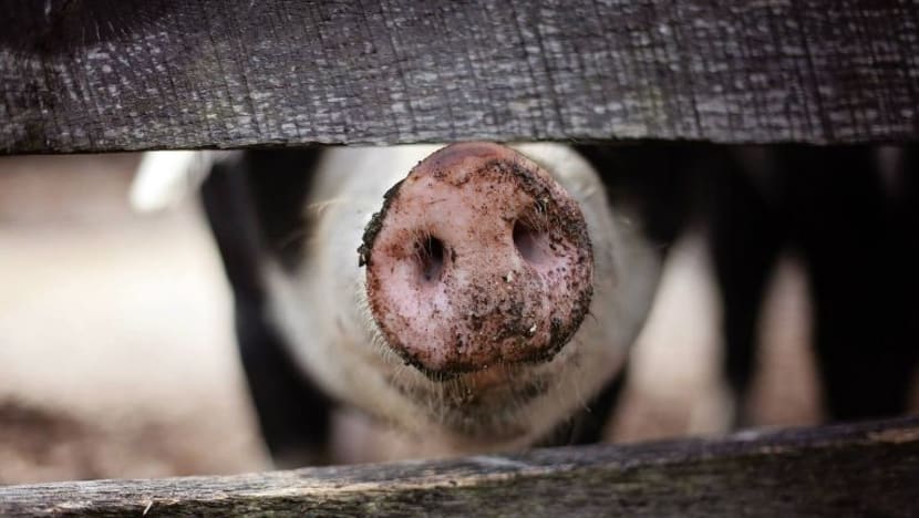 Indonesia sahkan penularan demam babi Afrika di ladang Riau
